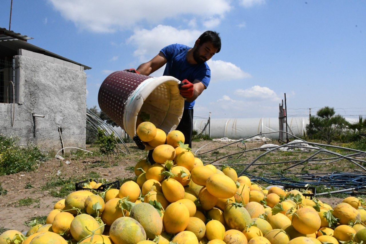 Çukurova’nın İlk Kavun Hasadı Mersin’de Yapıldı