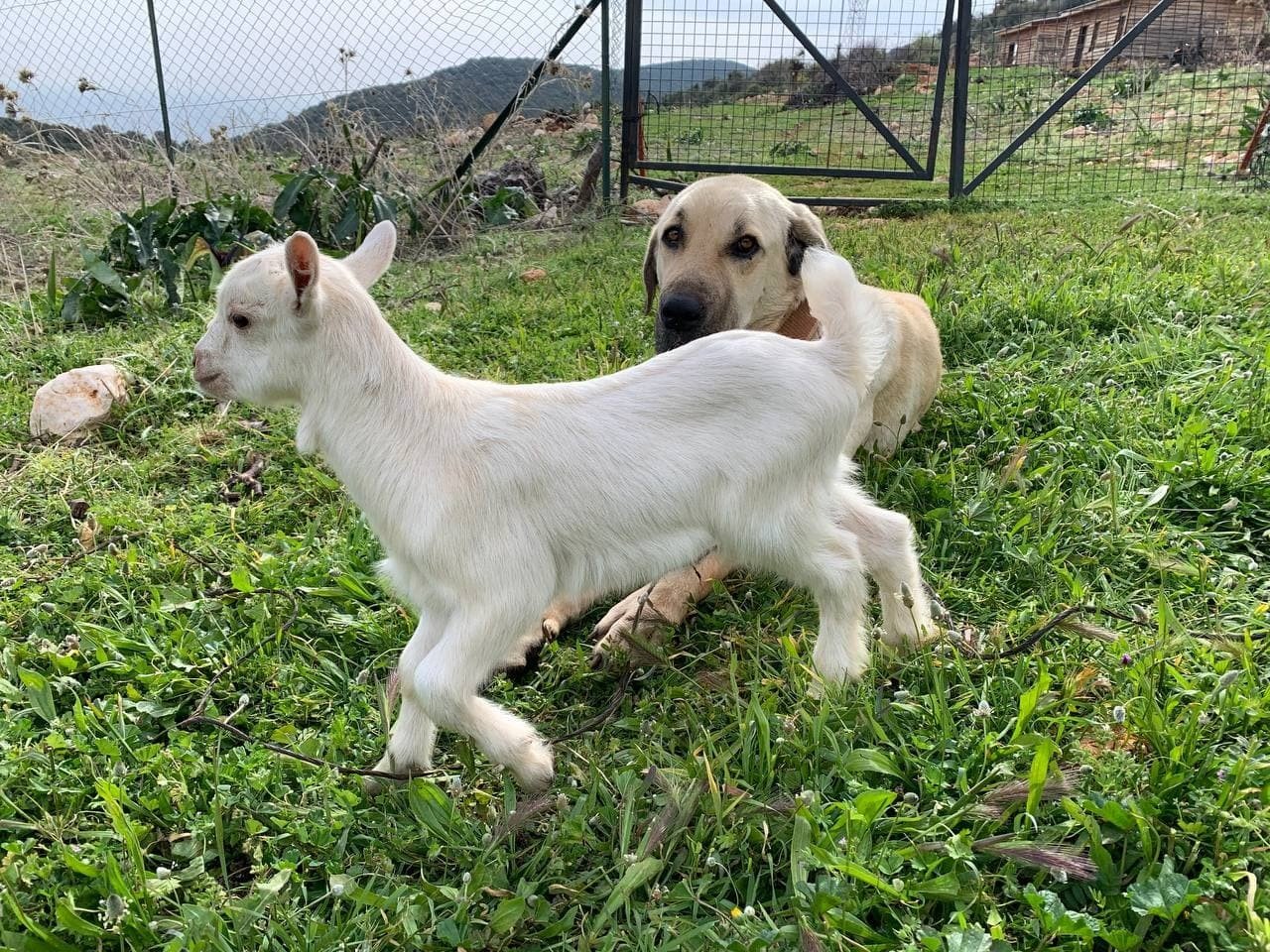 Çoban Köpeğinden Ders Gibi Vefa Örneği