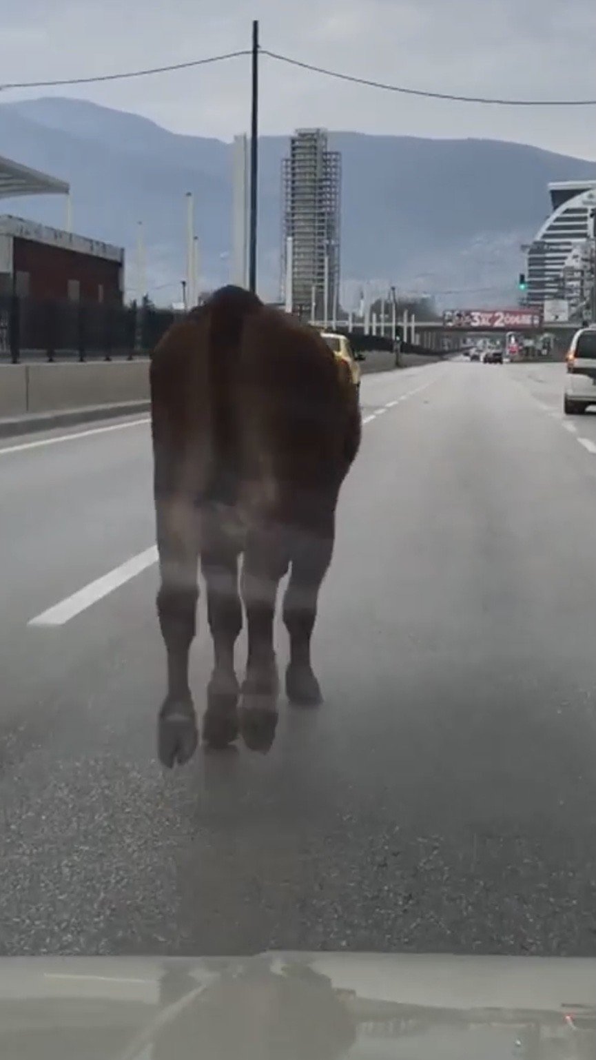 İ̇pini Koparan Boğa Bursa Trafiğinde Koşturdu