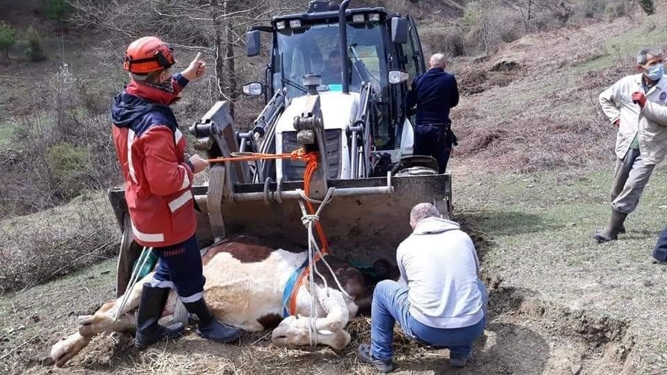 Mahsur Kalan İneği İtfaiye Ekipleri Kurtardı