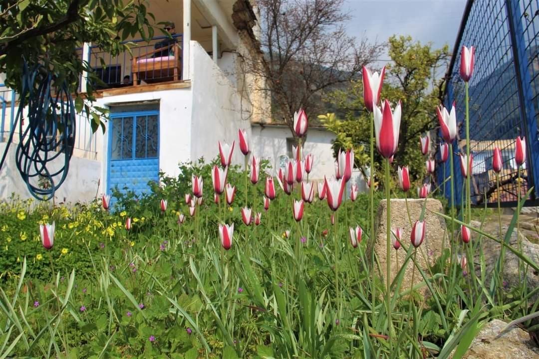 Osmanlı’nın Kayıp Lalesi Aydın’da Bulundu