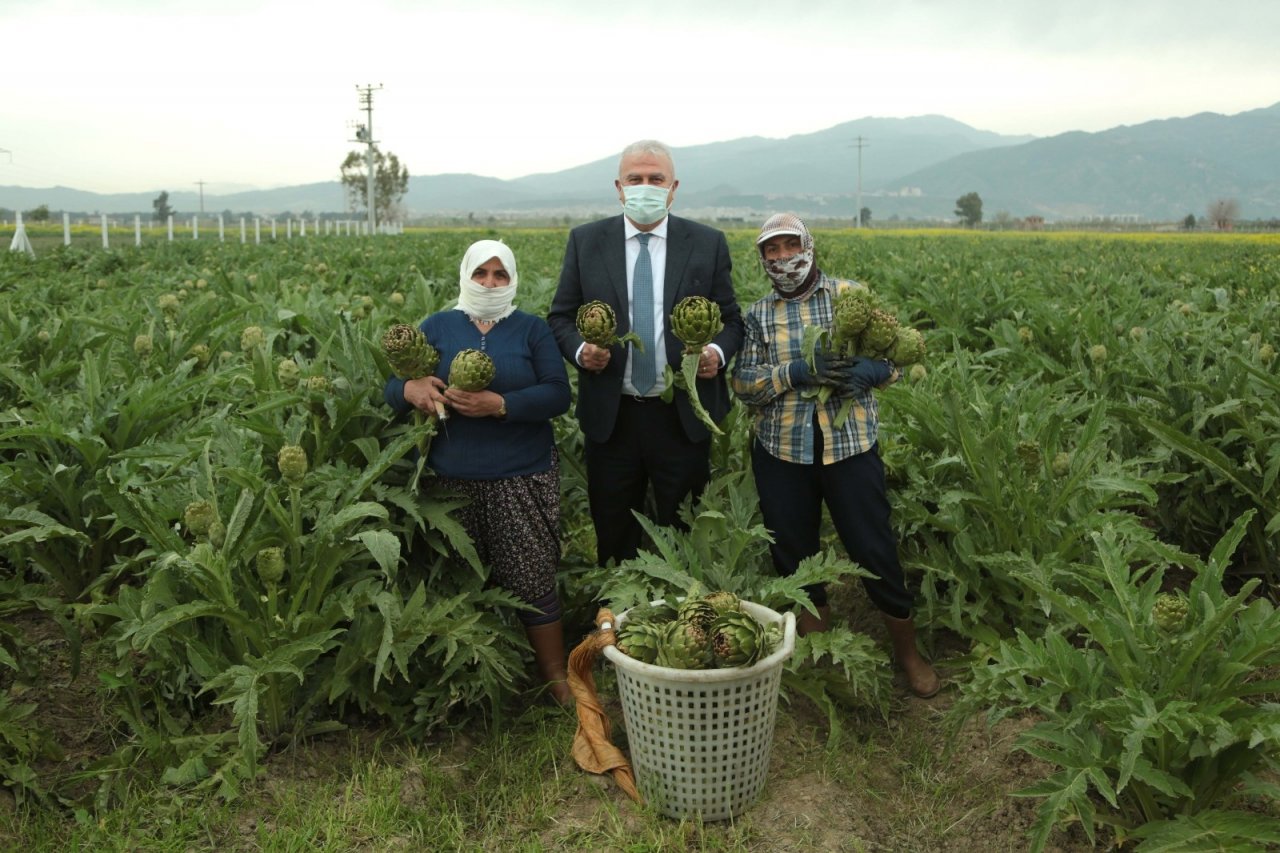 Başkan Atay, Enginar Hasadına Katıldı