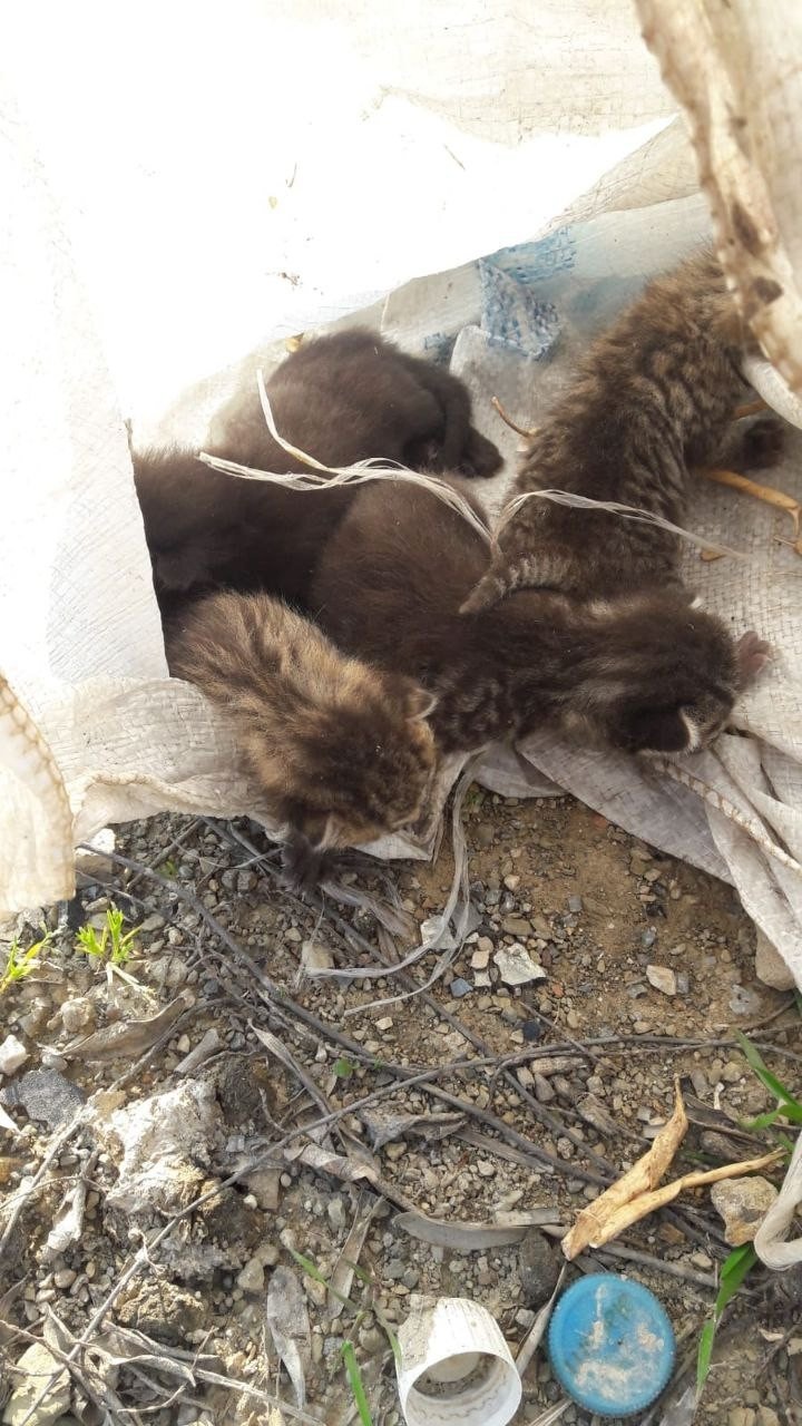 Bursa’da Çuvala Konulan Yavru Kediler Ölmekten Son Anda Kurtarıldı