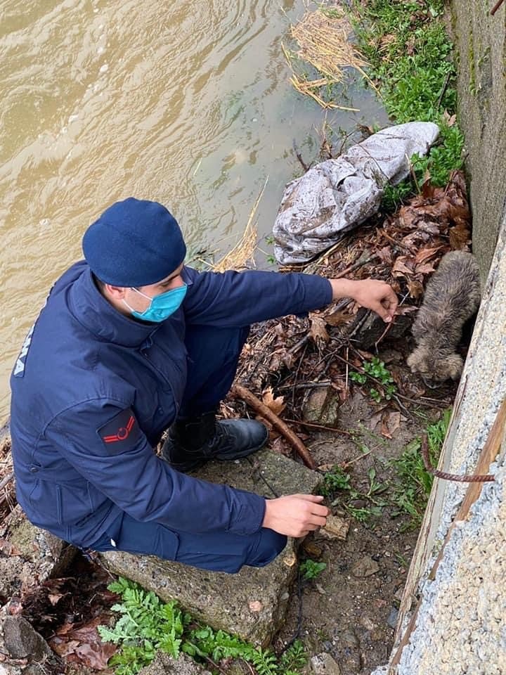 Yavru Köpeği Boğulmaktan Jandarma Kurtardı