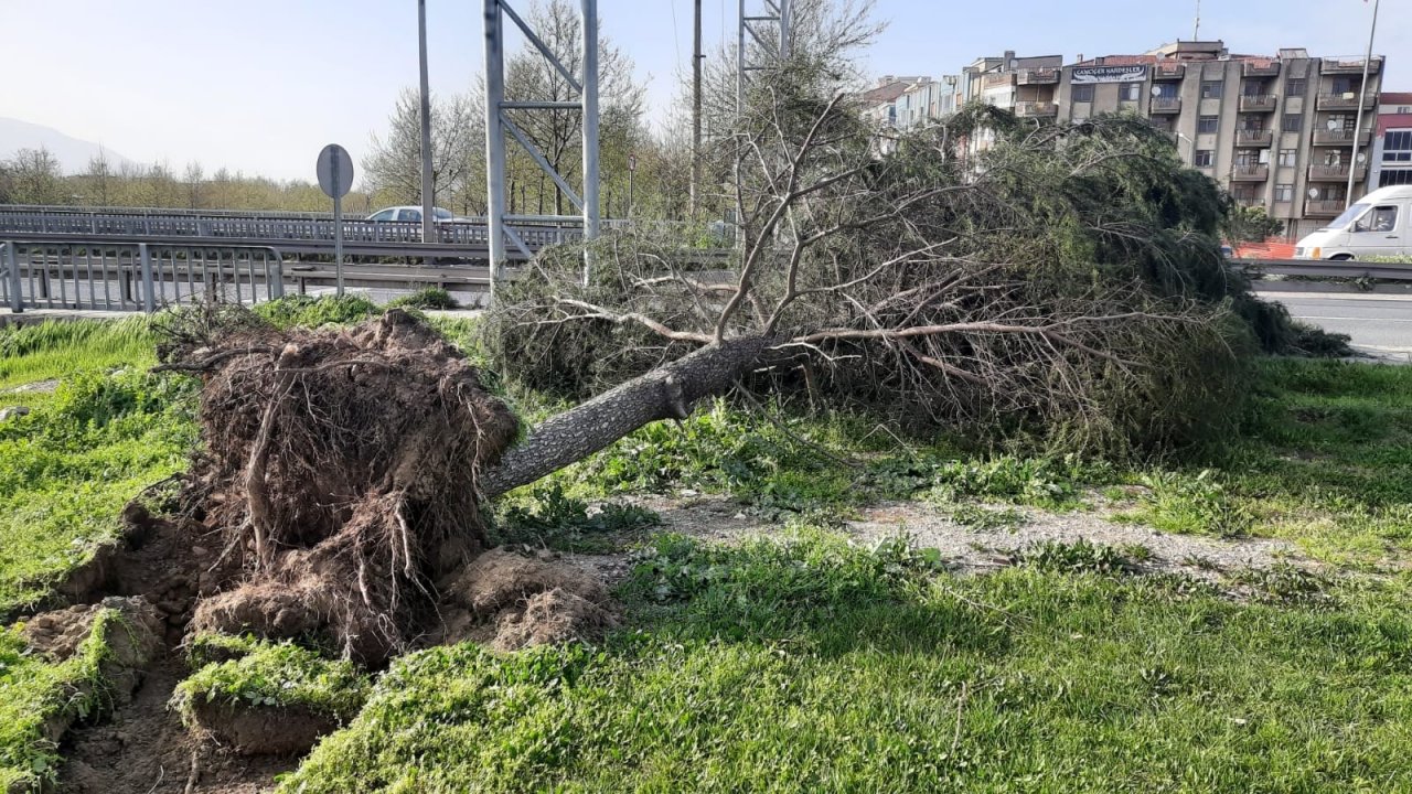 Turgutlu’da Fırtına Ağaçları Devirdi