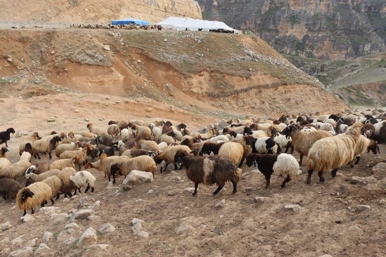 Siirt’te Büyük Ve Küçükbaş Hayvanlar İçin Küpeleme Başladı
