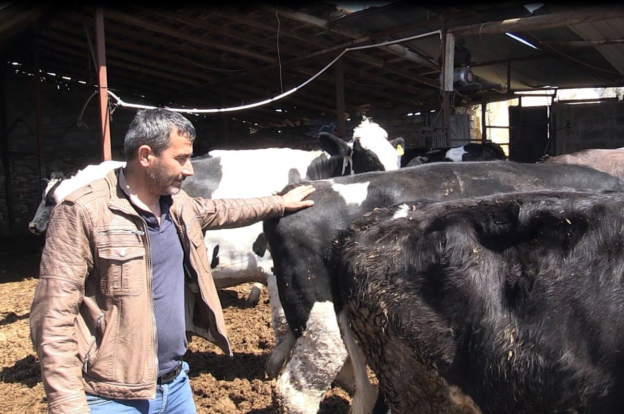 Mağdur Besiciye 3 Gebe İnek Verildi