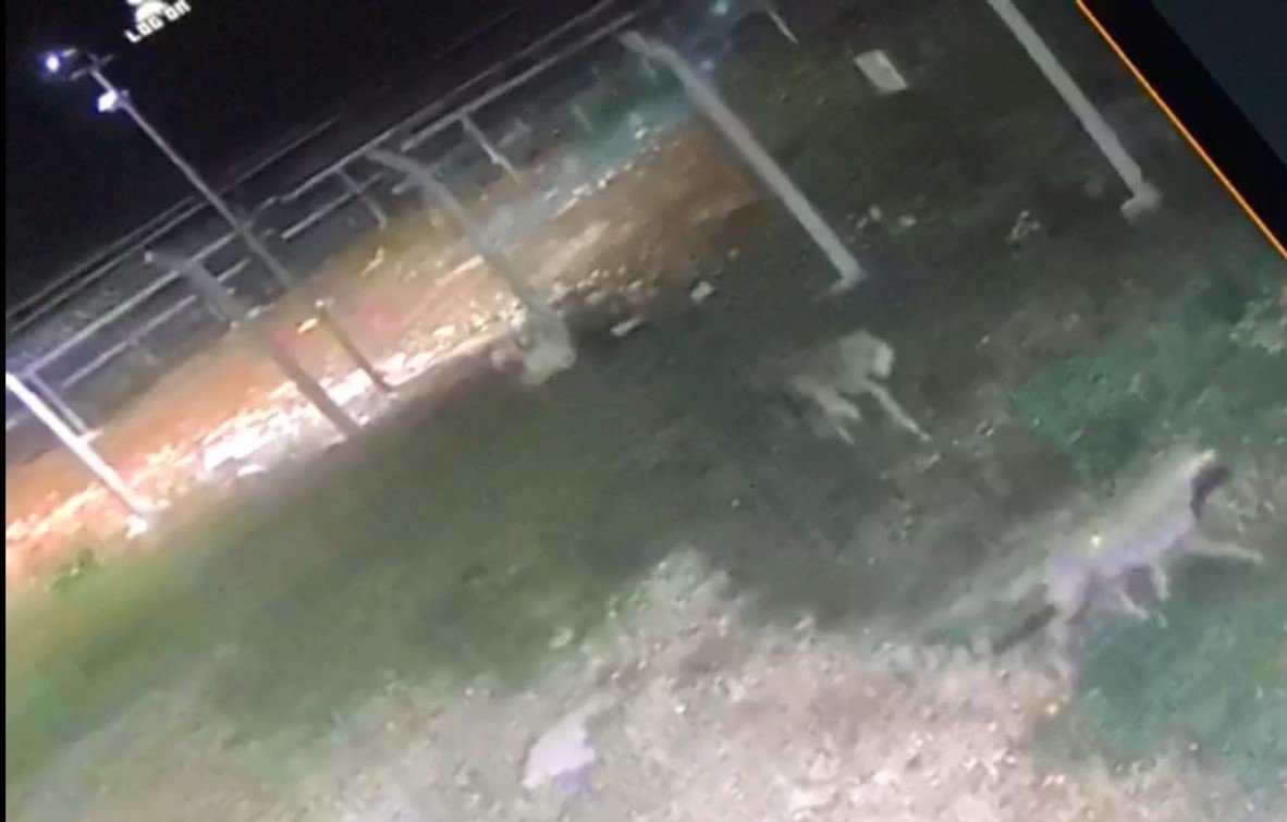 Köpeğin Peşine Düşen Kurtlar Güvenlik Kamerasında