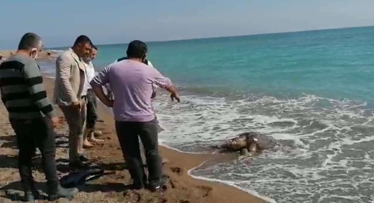 Balıkçı Ağlarına Takılan Caretta Caretta Sahile Ölü Olarak Vurdu