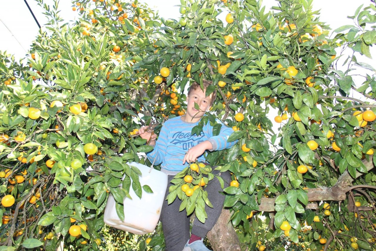 Rize Valisi Çeber: "rize’nin Mandalinası Çayından Daha Eski"