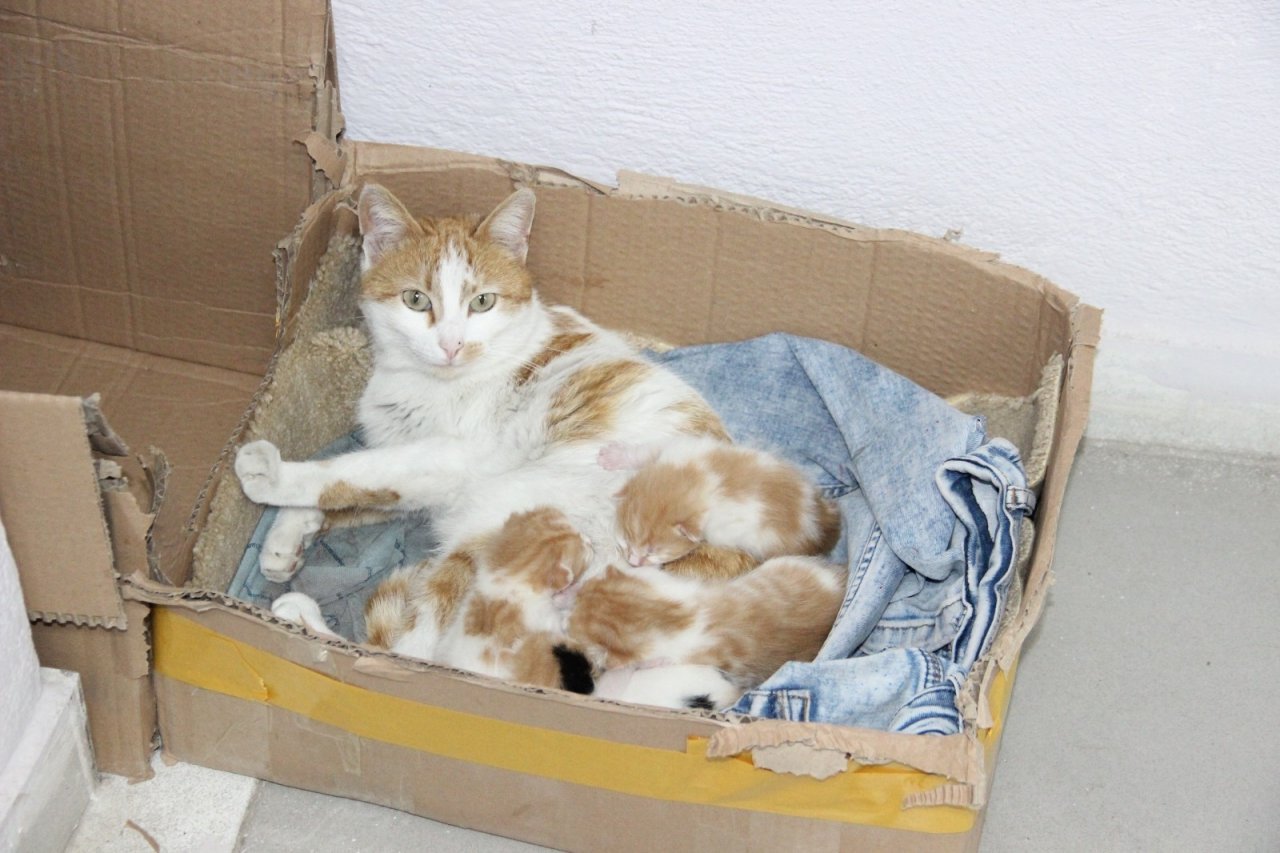 Doğum Sancısı Çeken Kedi Diş Kliniğine Geldi, Doğumu Burada Yaptırıldı