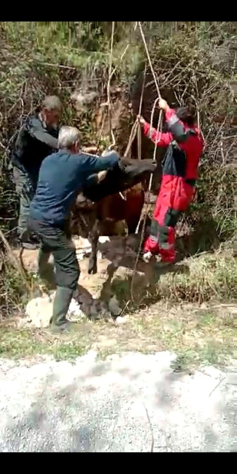 İ̇neği Kurtarmak İçin Seferber Oldular