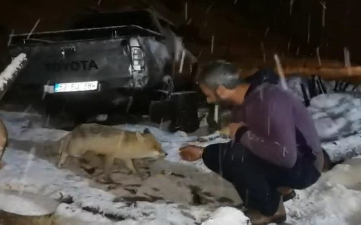 Her Gece Evine Gelen Tilkiyi Peynirle Besliyor