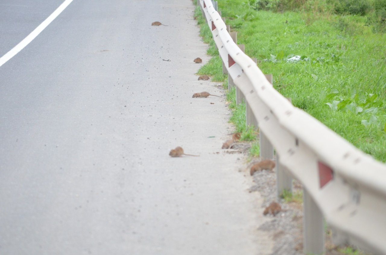 Bunlar Da Yol Basan Fareler