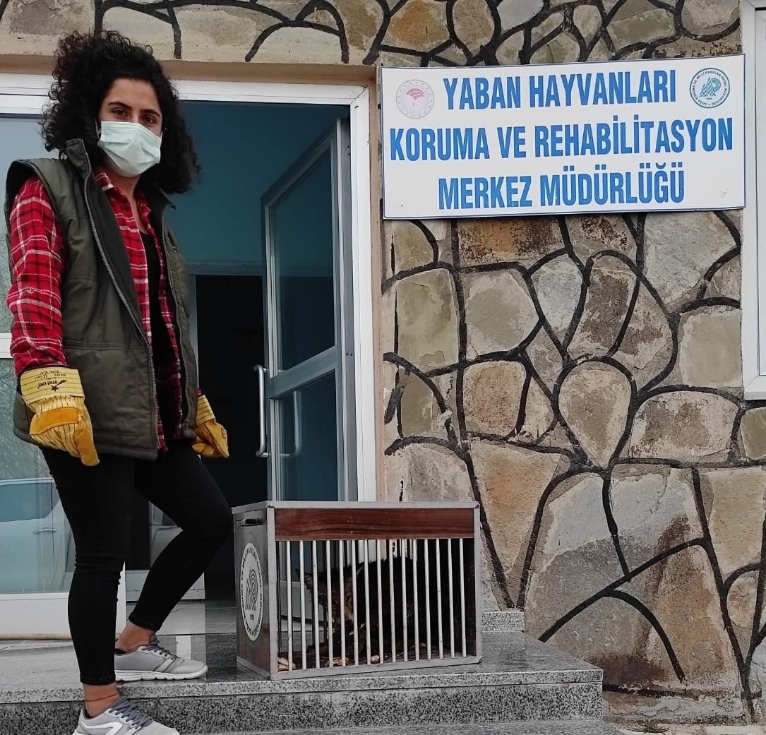 Kuyuya Düşen Tilki Tedavi Altına Alındı