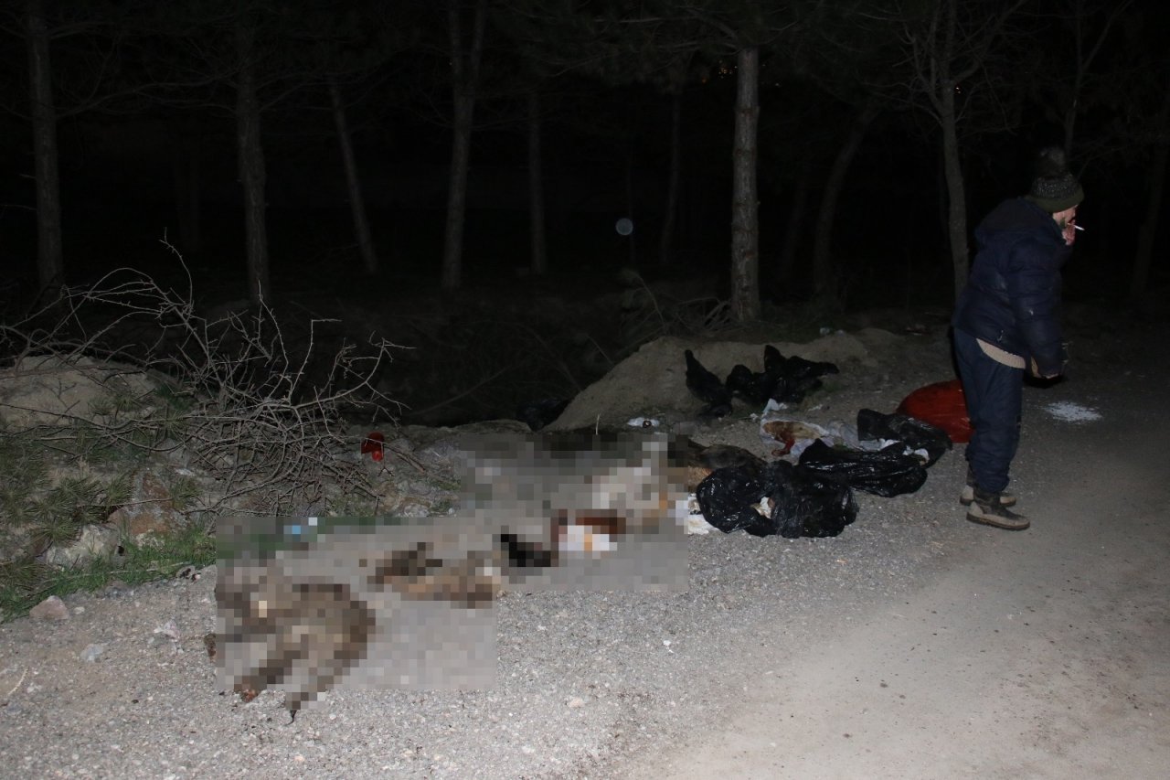 Başkent’te Patilerine Damar Yolu Açılmış Şekilde 30’un Üzerinde Ölü Köpek Bulundu