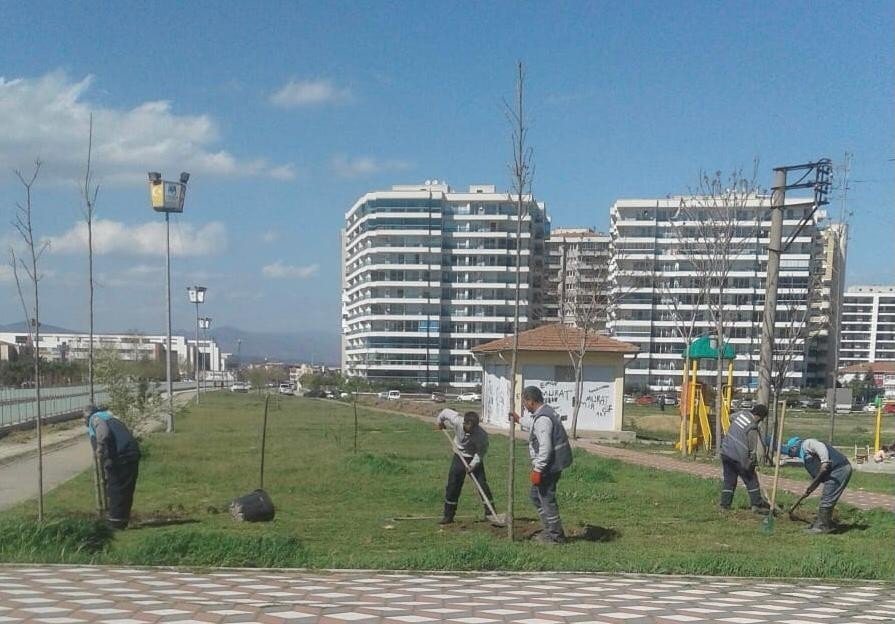 Büyükşehirden Çınar Seferberliği