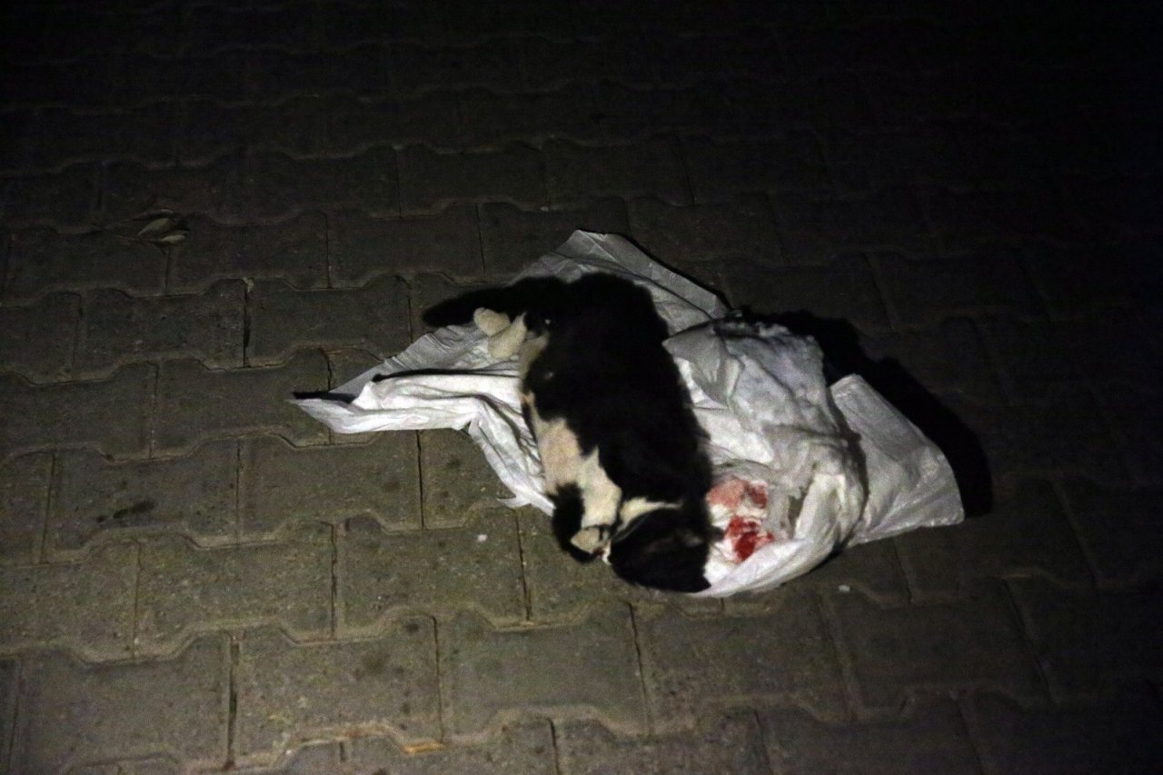 Kundakta Bebek Var Zannettiler Kedi Çıktı