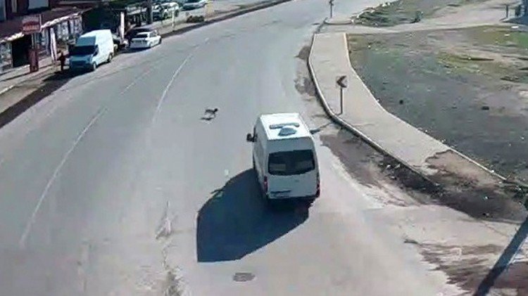 Çarptığı Köpeği Ölüme Terk Etti