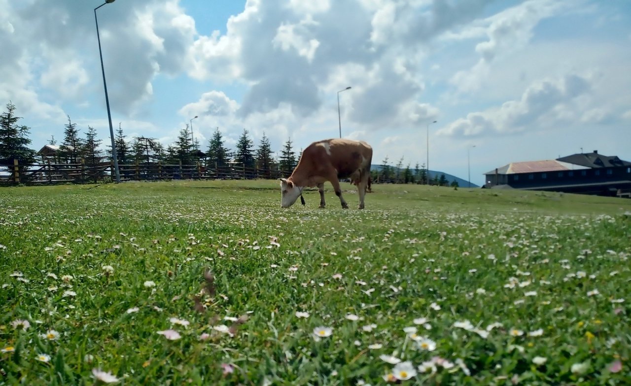 Samsun’da Süt Sığırcılığı Geliştirilecek