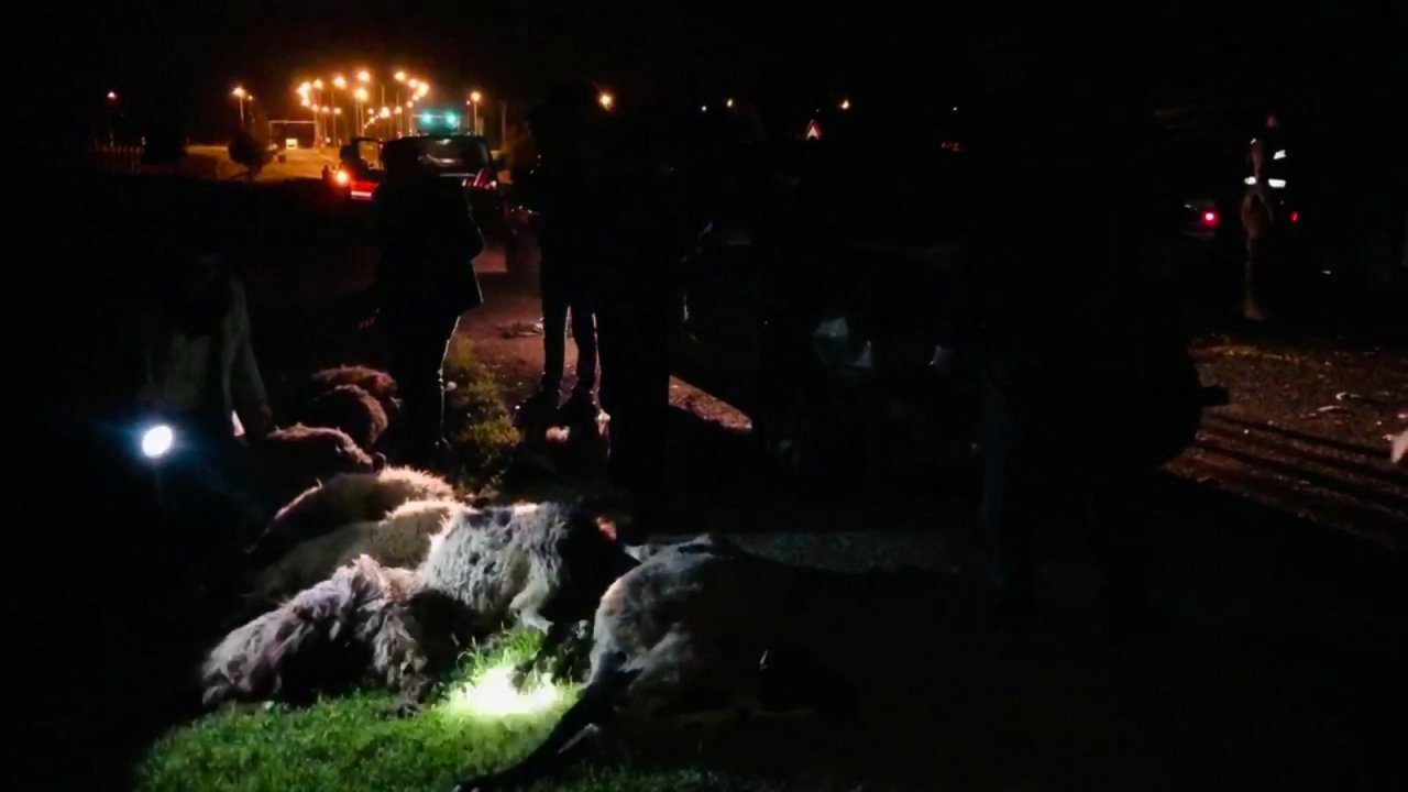 Otomobil Sürüye Daldı, 29 Hayvan Telef Oldu