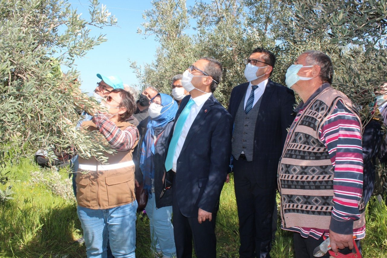 Kursiyerler Uygulamalı Olarak Zeytin Budadı