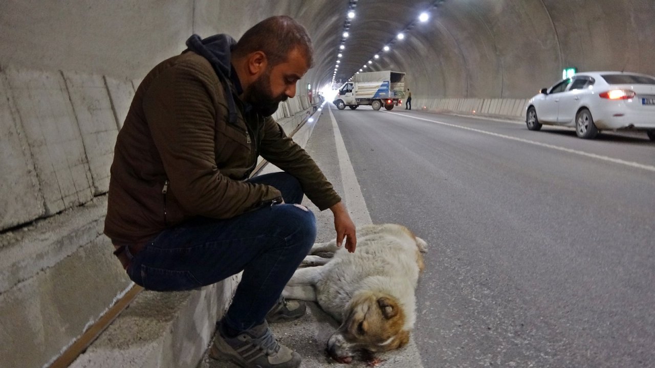 Yaralanan Köpeğinin Başından Bir An Olsun Ayrılmadı