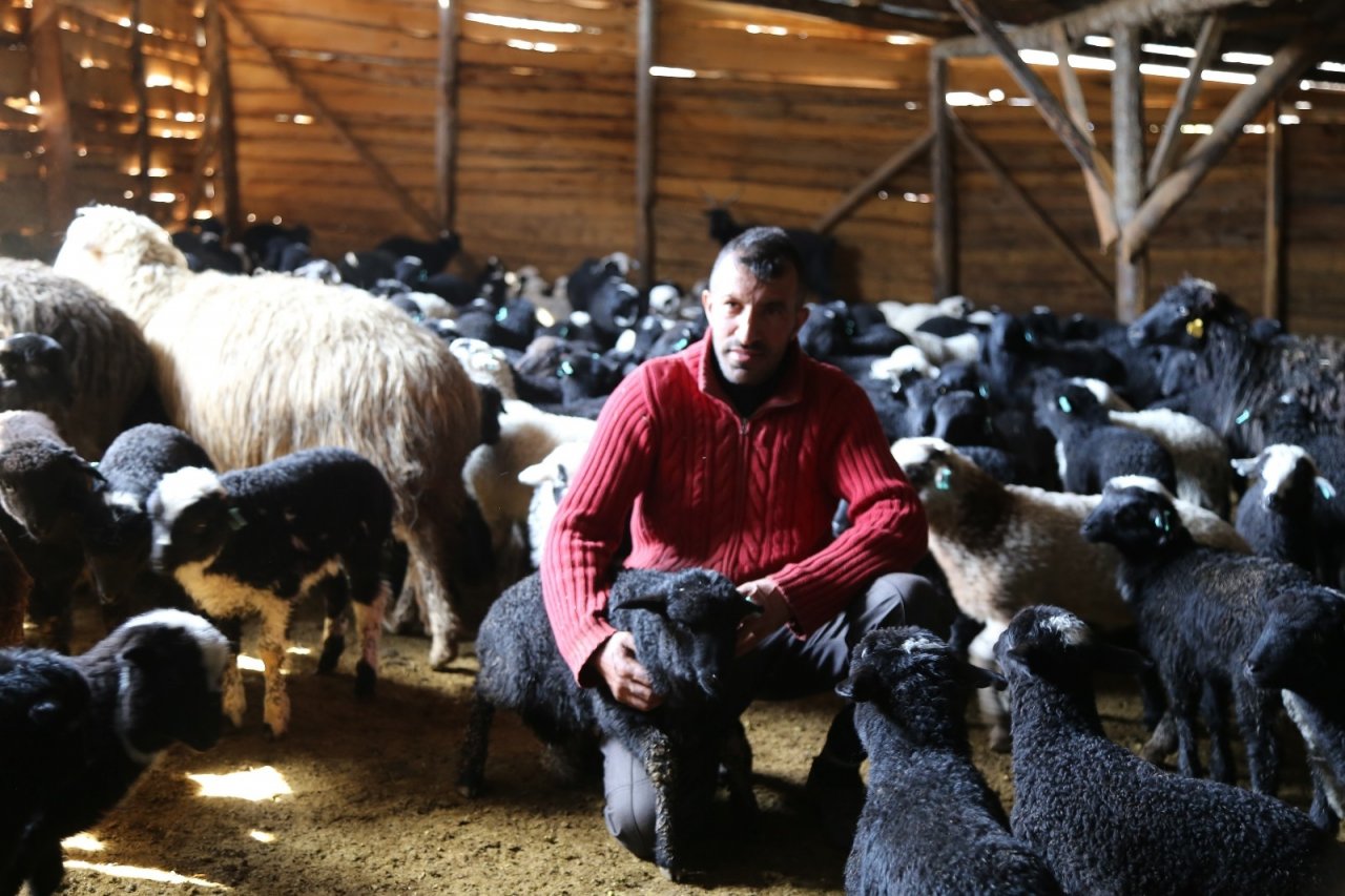 Artvinli Küçükbaş Üreticileri ‘hemşin’ Irkından Vazgeçmiyor