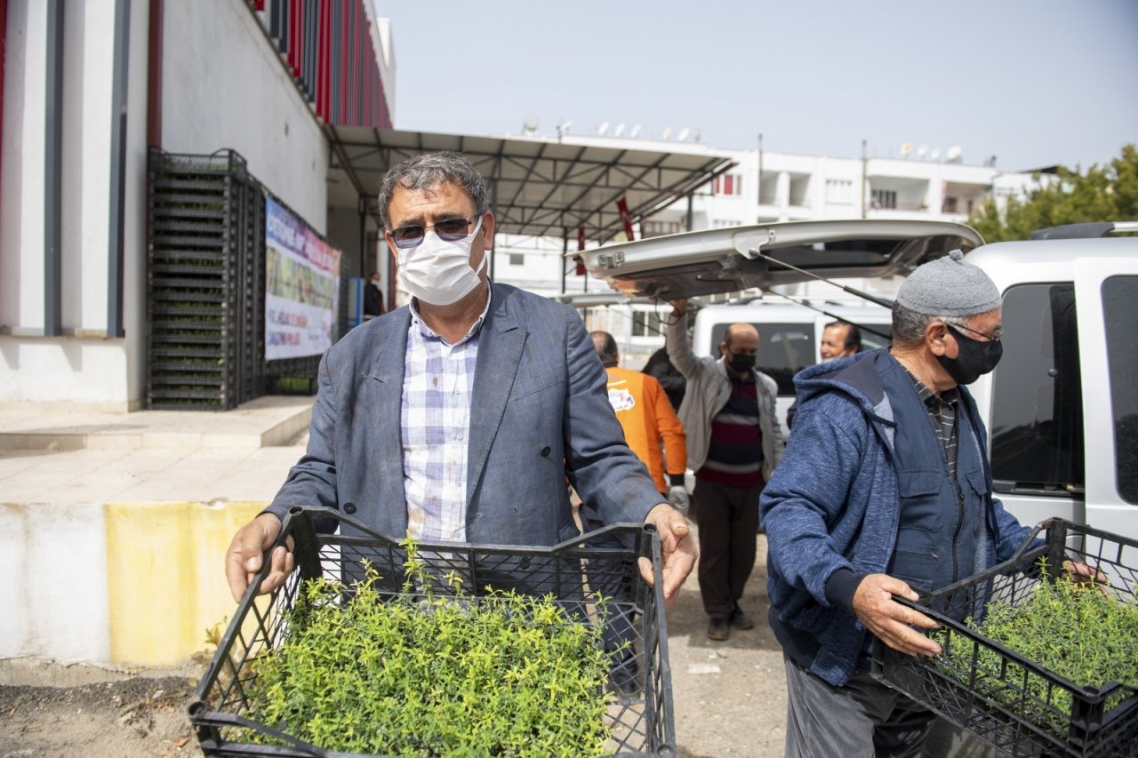 Mersin’de Üreticilere Kantaron Fidesi Dağıtıldı