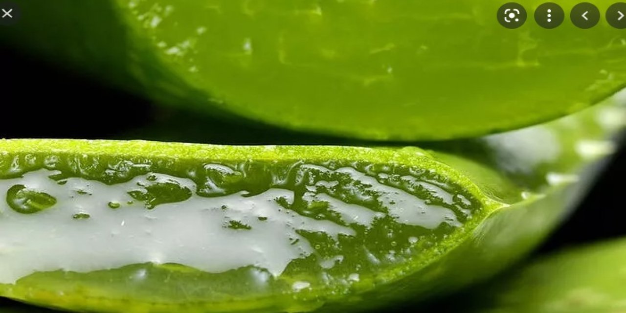 aloe-vera.jpg